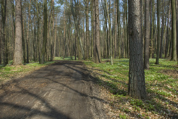 Obraz premium Spring forest