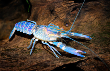 colourful australian blue crayfish - cherax quadricarinatus