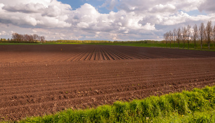 Typical Dutch landscape in springtime