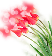 Red tulip flowers isolated on white