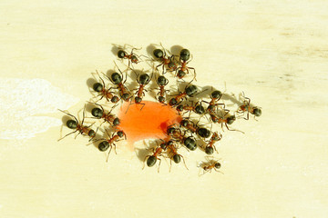 Fototapeta premium Ants
