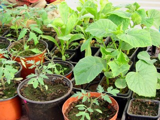 semis tomate et concombre