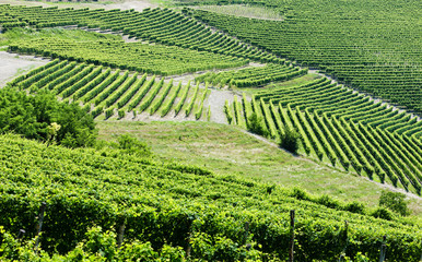 Fototapeta na wymiar vineyars pobliżu Barbaresco, Piemont, Włochy