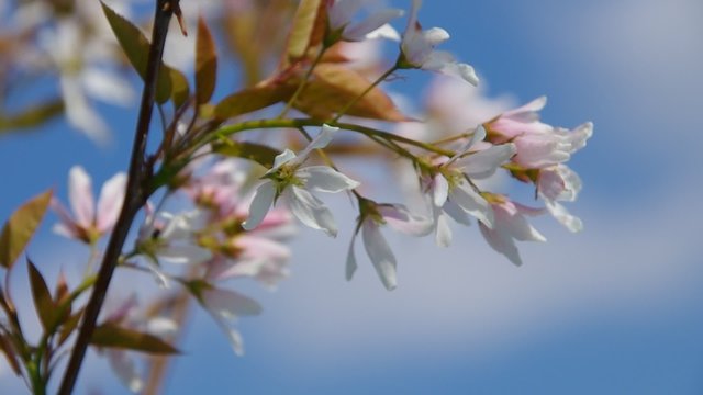 Kupferfelsenbirne Pralina Bluete vid 05