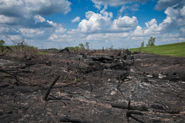 Obraz premium Forest fire and the new life thereafter