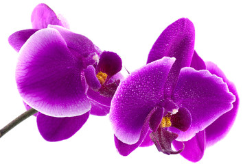 orchidée