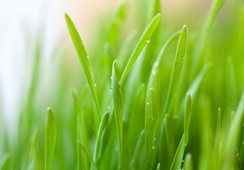 Fototapeta na wymiar fresh green grass with drops on it