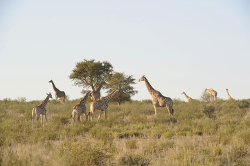 Naklejka na ściany i meble Giraffe stado (Camelopardus giraffa) Kgalagadi Park, Afryka Południowa