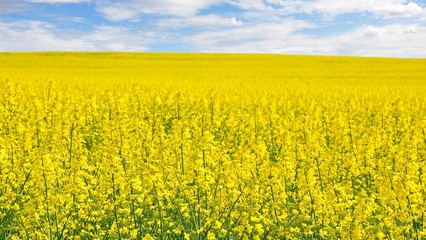 Fototapeta premium Rape field