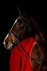 Horse on black background