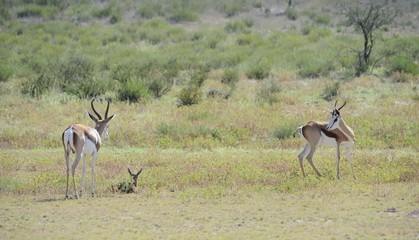 Springbuck (Antidorcus marsupialis) Kgalagadi park