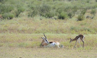 Springbuck (Antidorcus marsupialis) Kgalagadi park