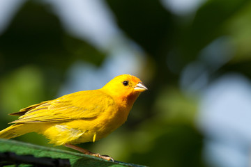 sicalis flaveola