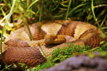 Snake