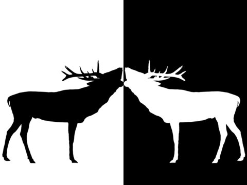 R&ouml;hrender Hirsch - black&white
