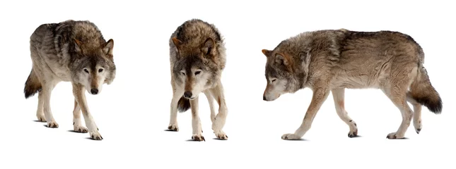 Papier Peint photo autocollant Loup Ensemble de quelques loups sur blanc