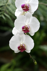 Orchids