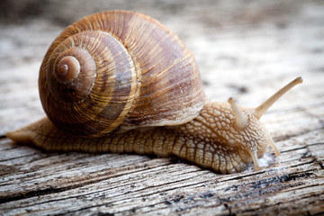 chiocciola (Cornu aspersum)