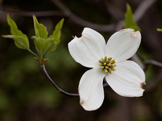 fiore di Cornus Florida (Flowering Dogwood)