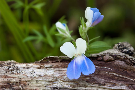 Fototapeta Blue-Eyed Mary