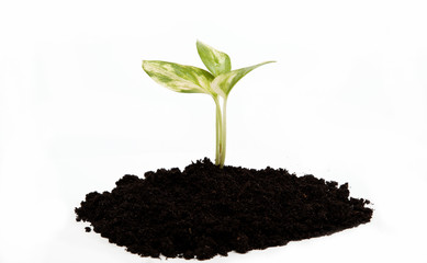Green sprout from the earth on a white background.