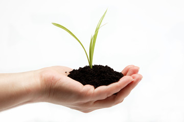 Woman's hand with a green sprout in the ground on a white backgr