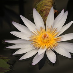 detail of white water lily