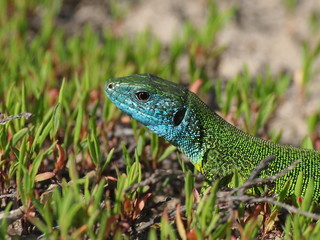 European Green Lizard on green grass, Lacerta viridis