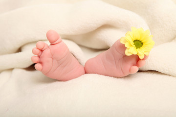 Babyfüsse gelbe Blume