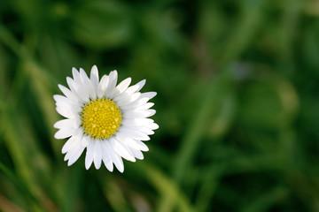 Fototapeta premium Single daisy with green background