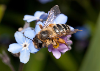 Female Mining Bee on Forget-me-not Flowers