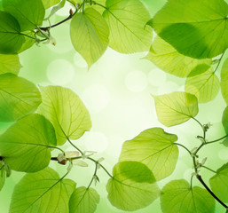 Fototapeta na wymiar Zielone liście tło