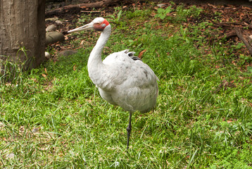 brolga standing on one leg