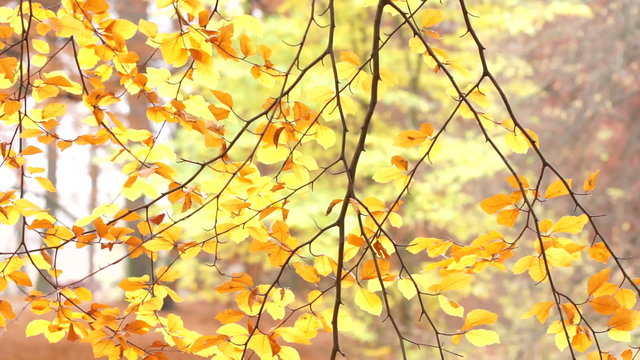 Autumnal beech leaves on swaying branches