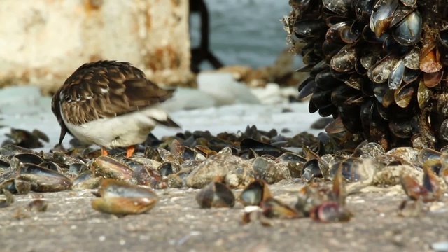 A Ruddy Turnstone is eating