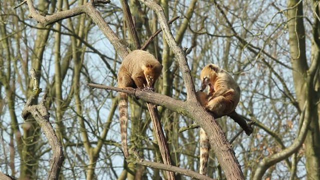 An eating coatimundi in a tree (Holland)