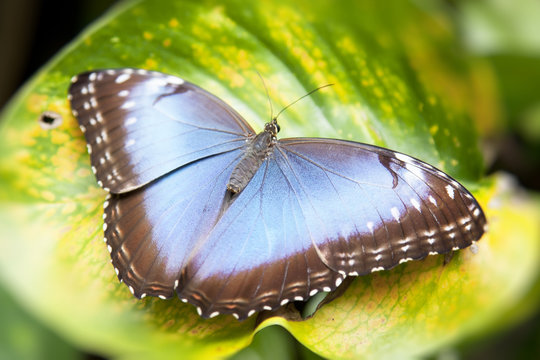 Morpho Butterfly