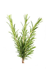 Rosemary branch