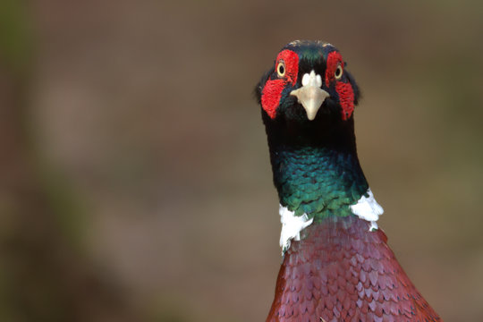 Pheasant (Phasianus colchicus)