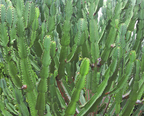 green cactus