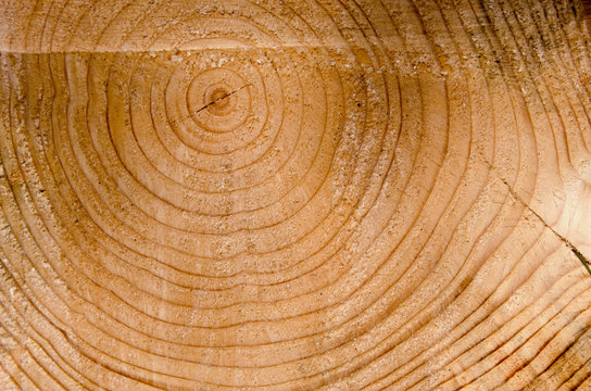 Background cut tree trunk age sign closeup macro