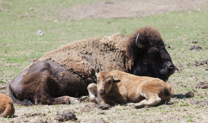 Fototapeta premium American buffalo cow with six weeks old calf