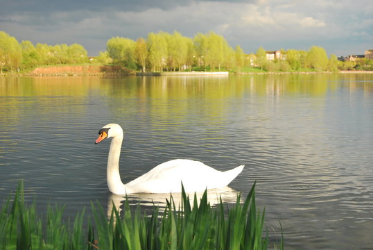 swan lake