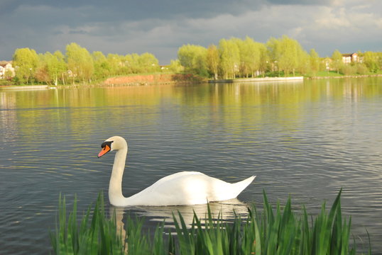 Swan