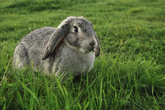Rabbit