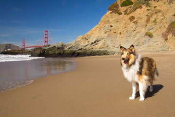 Hund an einem Strand