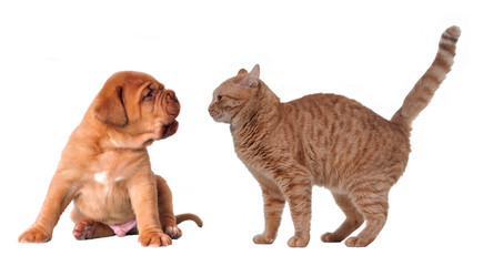 Emotional cat and puppy