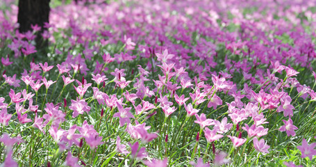 Obraz premium pink flowers