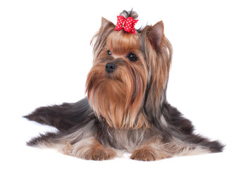 Yorkshire Terrier