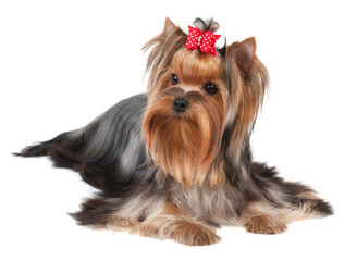 Yorkshire Terrier